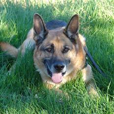 Schæferhund Sippo 'R.I.P'