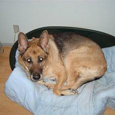 Schæferhund Sippo 'R.I.P'