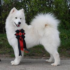Samojedhund Miss Hope and Dreams