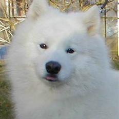 Samojedhund Buddy