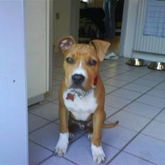 Amerikansk staffordshire terrier Jason