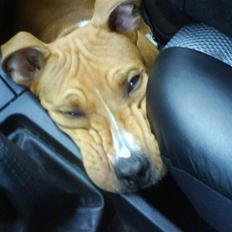 Amerikansk staffordshire terrier Jason