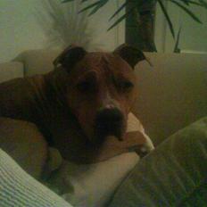 Amerikansk staffordshire terrier Jason