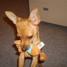 Blanding af racer Shiva