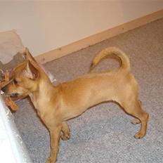 Blanding af racer Shiva