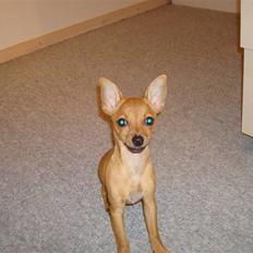 Blanding af racer Shiva