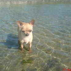 Chihuahua Chili (mors dejlige tøs)