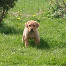 Blanding af racer *Gustav- min bodyguard*