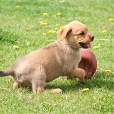 Blanding af racer *Gustav- min bodyguard*