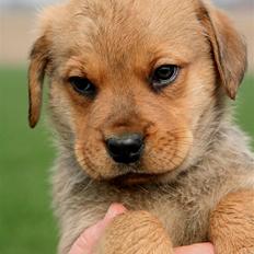 Blanding af racer *Gustav- min bodyguard*