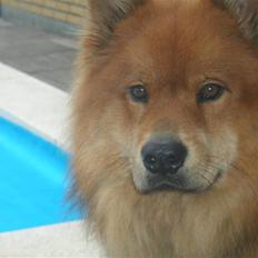 Eurasier Aladdin