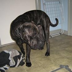 Cane corso Santana