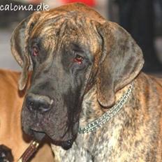 Grand danois Apollon - RIP <3