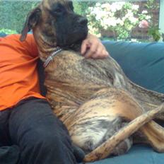 Grand danois Apollon - RIP <3