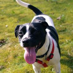 Dansk svensk gaardhund Ronja Røverdatter