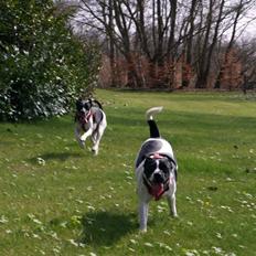 Dansk svensk gaardhund Ronja Røverdatter