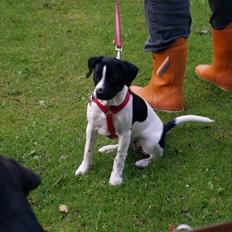 Dansk svensk gaardhund Ronja Røverdatter