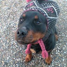 Rottweiler Binee