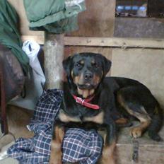 Rottweiler Binee