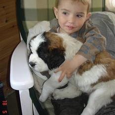Sankt bernhardshund Ludvig