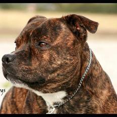 Staffordshire bull terrier Louie