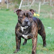 Staffordshire bull terrier Louie