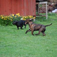 Staffordshire bull terrier Louie