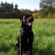 Blanding af racer Max