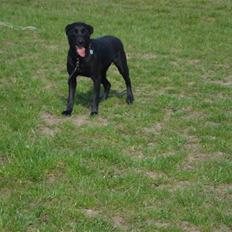 Labrador retriever Daisy
