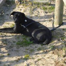 Labrador retriever Daisy