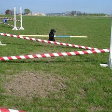 Labrador retriever Daisy