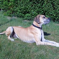 Grand danois GIMLI **HIMMELHUND**