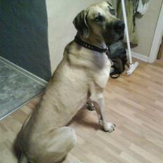 Grand danois GIMLI **HIMMELHUND**