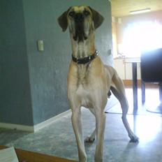 Grand danois GIMLI **HIMMELHUND**