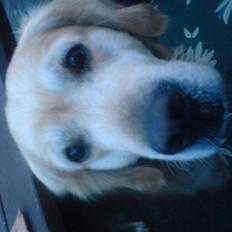 Golden retriever cosmo