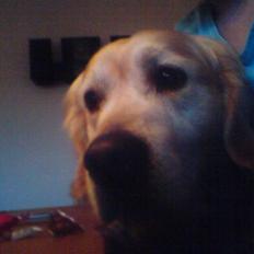 Golden retriever cosmo