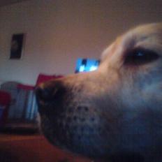 Golden retriever cosmo