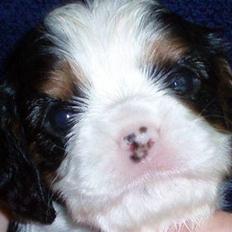 Cavalier king charles spaniel Mille