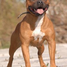 Staffordshire bull terrier Westlund Red Pride