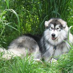 Alaskan malamute Cosmo død 9/3 09