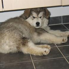 Alaskan malamute Cosmo død 9/3 09