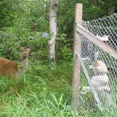 Alaskan malamute Cosmo død 9/3 09