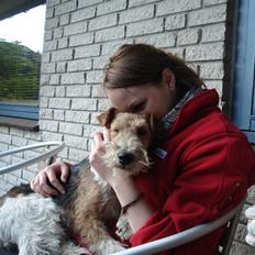 Ruhåret foxterrier UFFE