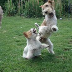 Ruhåret foxterrier UFFE