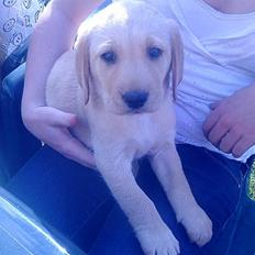 Labrador retriever bailey