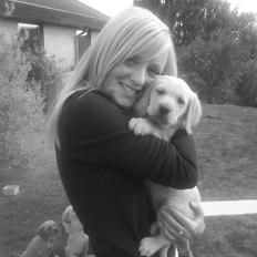 Labrador retriever bailey