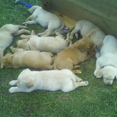 Labrador retriever bailey