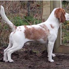 Beagle Gambey