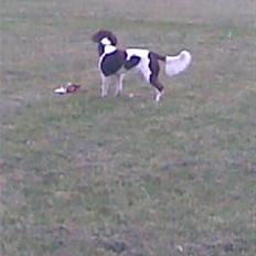 Blanding af racer Leika