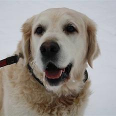 Golden retriever Charlie
